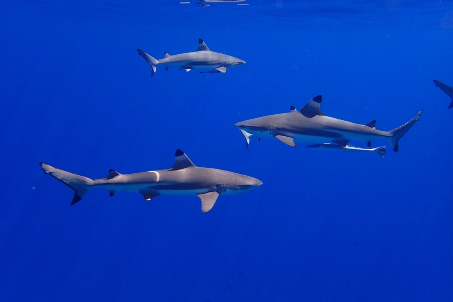 Very blue water with sharks in san Diego swimming 