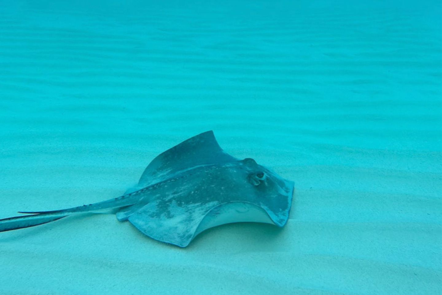 a stingray swimming underwater in clear blue water