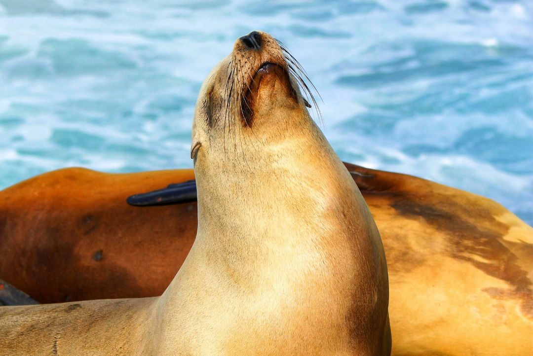 this is a photo of a California sea lion in La Jolla soaking up the sun on the rock with other sea lions and the ocean
