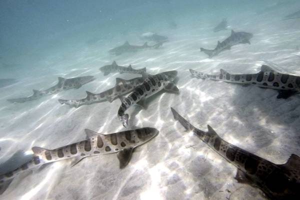 How to Swim With Sharks in La Jolla