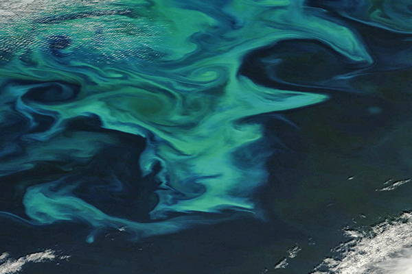 Dolphin Manure and the Air we Breathe