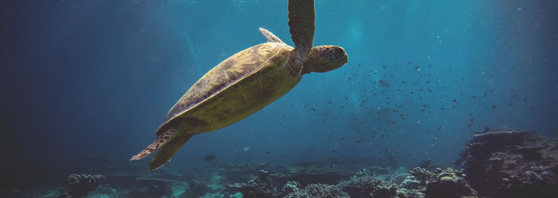 Sea Lion in La Jolla