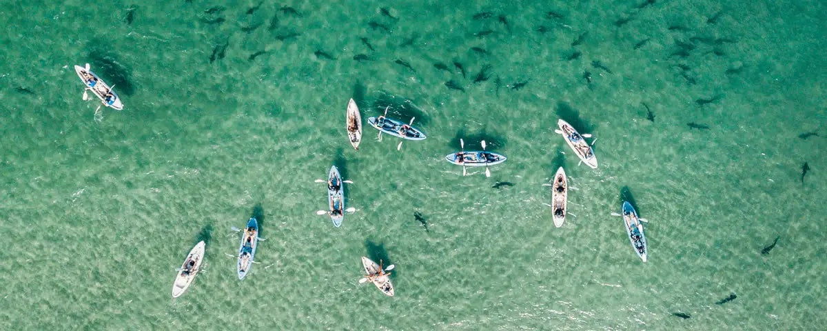 Aerial photograph of a group of 11 kayakers in the ocean in La Jolla Shores, surrounded by Leopard Sharks on a Kayaking Tour with Everyday California.