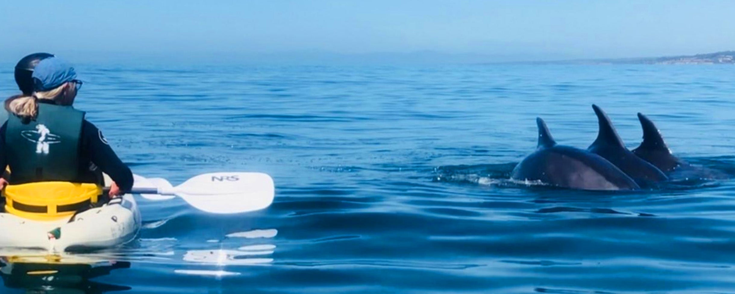 People on a Sea Cave Kayak Tour in La Jolla with Everyday California. They are sitting on a kayak in the ocean, as three dolphins swim nearby.