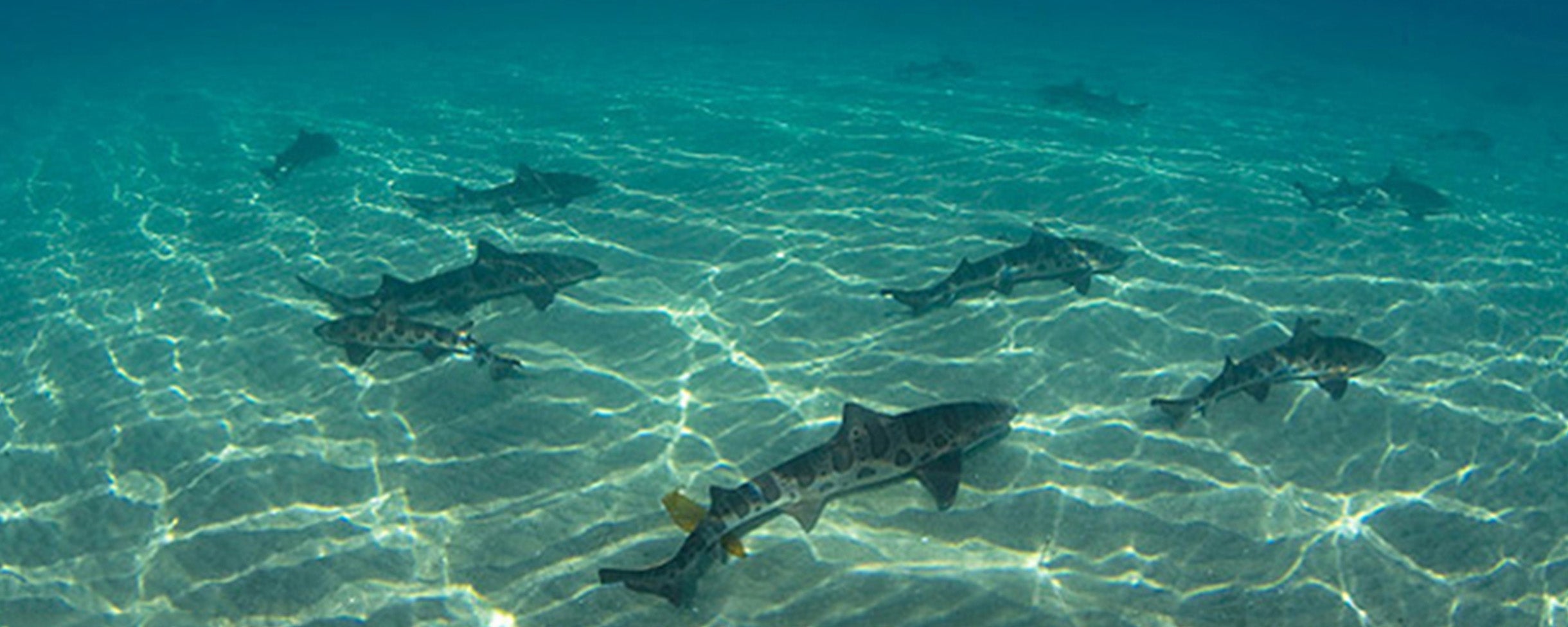 Tours - Snorkeling Tours with the leopard sharks available through Everyday California in La Jolla, California. San Diego swim and snorkel with the leopard sharks.