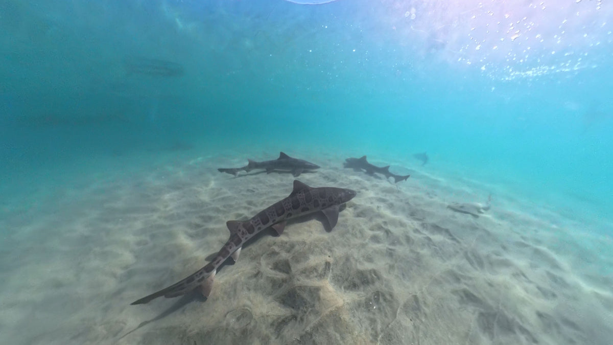Underwater ocean scene showing several sharks swimming over a sandy seabed in clear turquoise water.