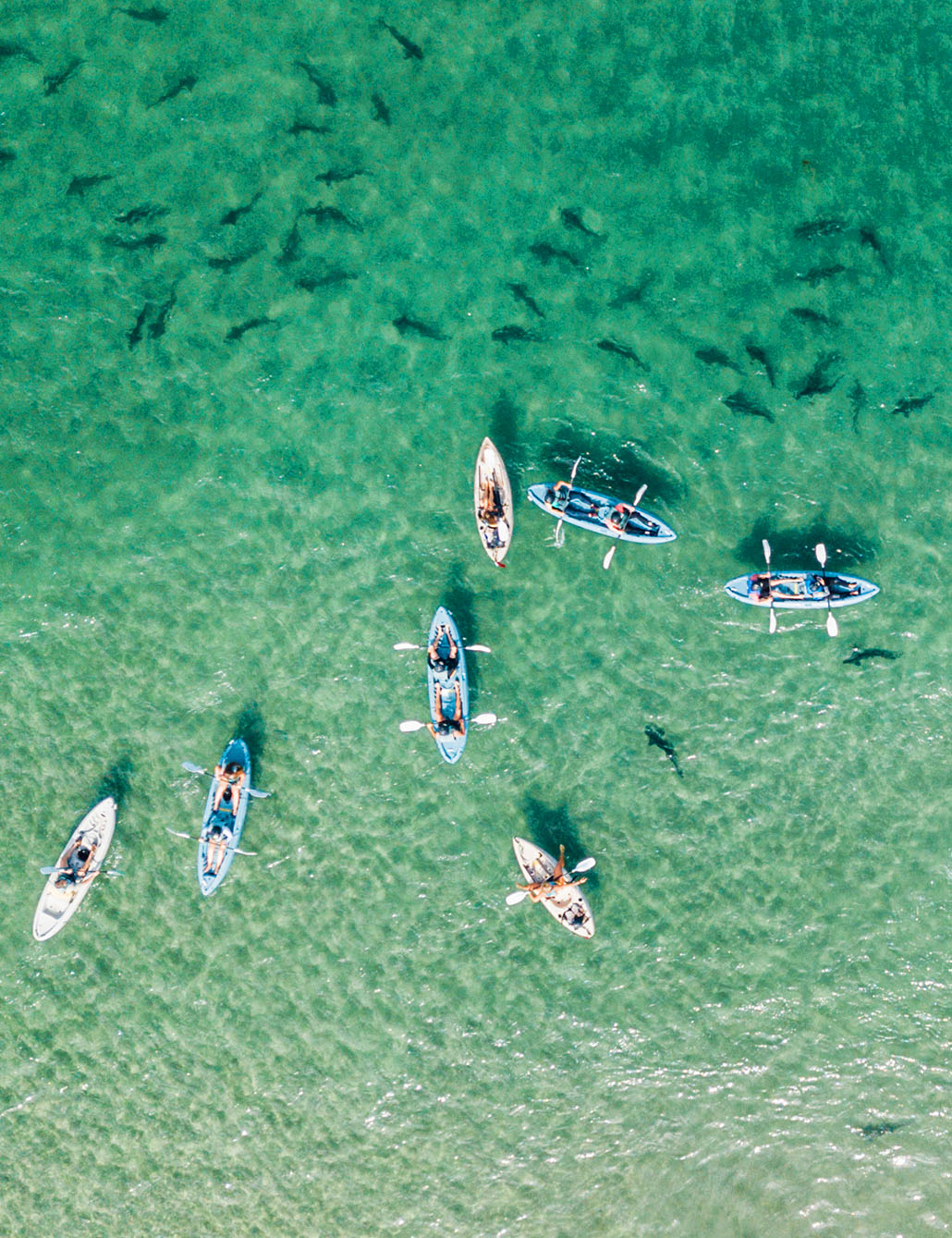 Aerial photograph of a group of seven kayakers in the calm and clear waters of the La Jolla ecological reserve, kayaking through a leopard shark migration.
