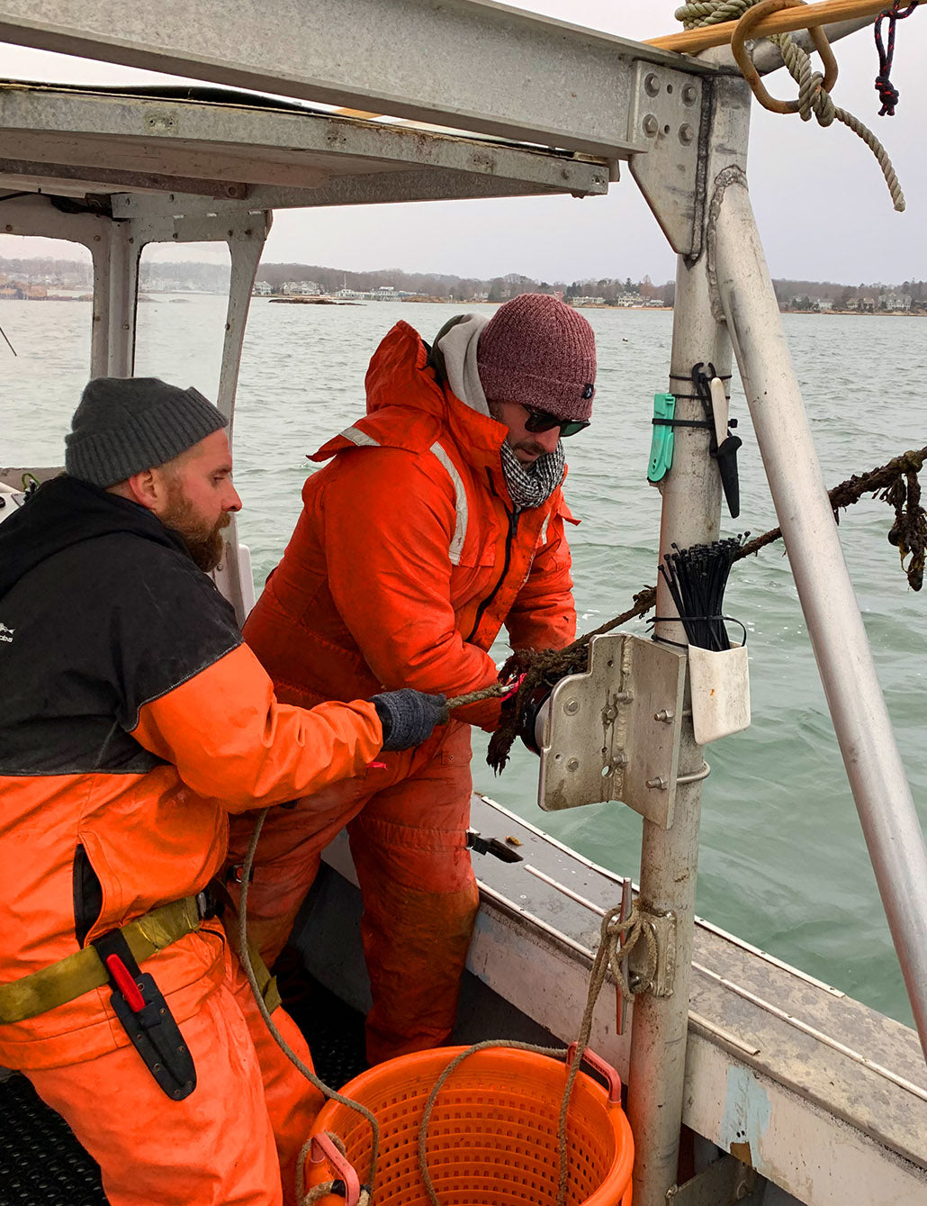 Two men on a fishing vessel reeling in a large rope covered in kelp.
