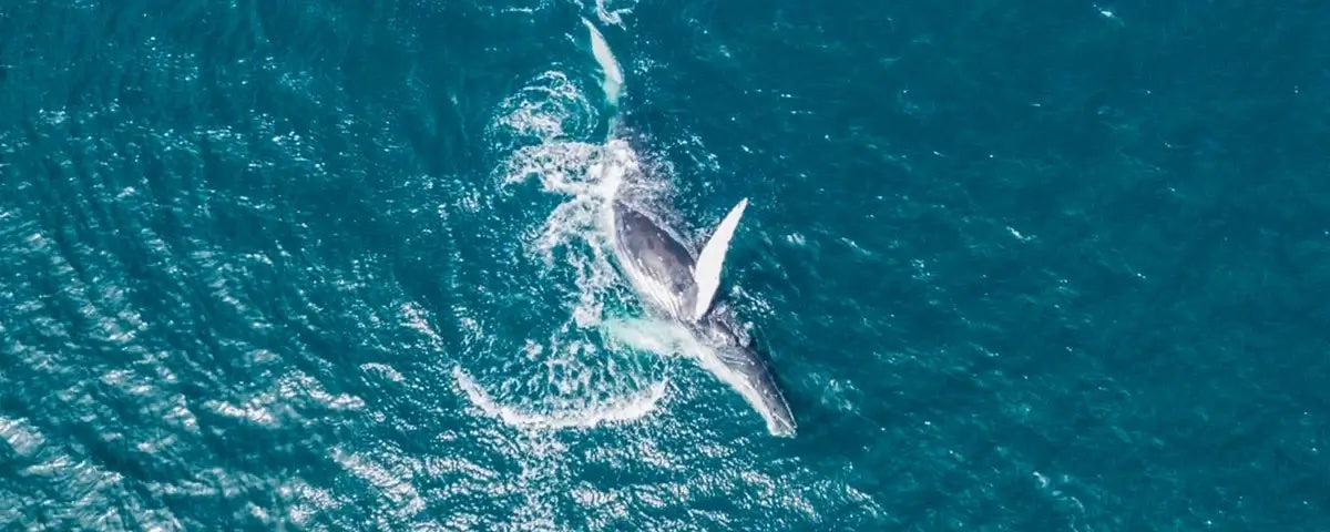Bird's eye view of a whale in San Diego, California breaching above the water. Can be seen on Everyday California Whale Watching Kayaking Tours