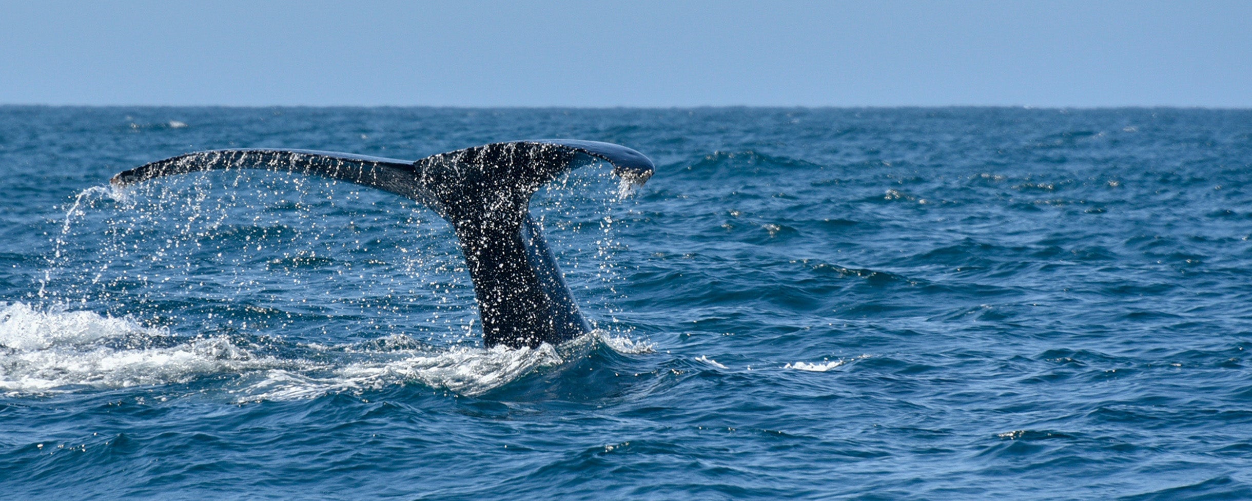 A whale tail coming out of the Pacific Ocean on a kayak tour for Whale Watching San Diego California
