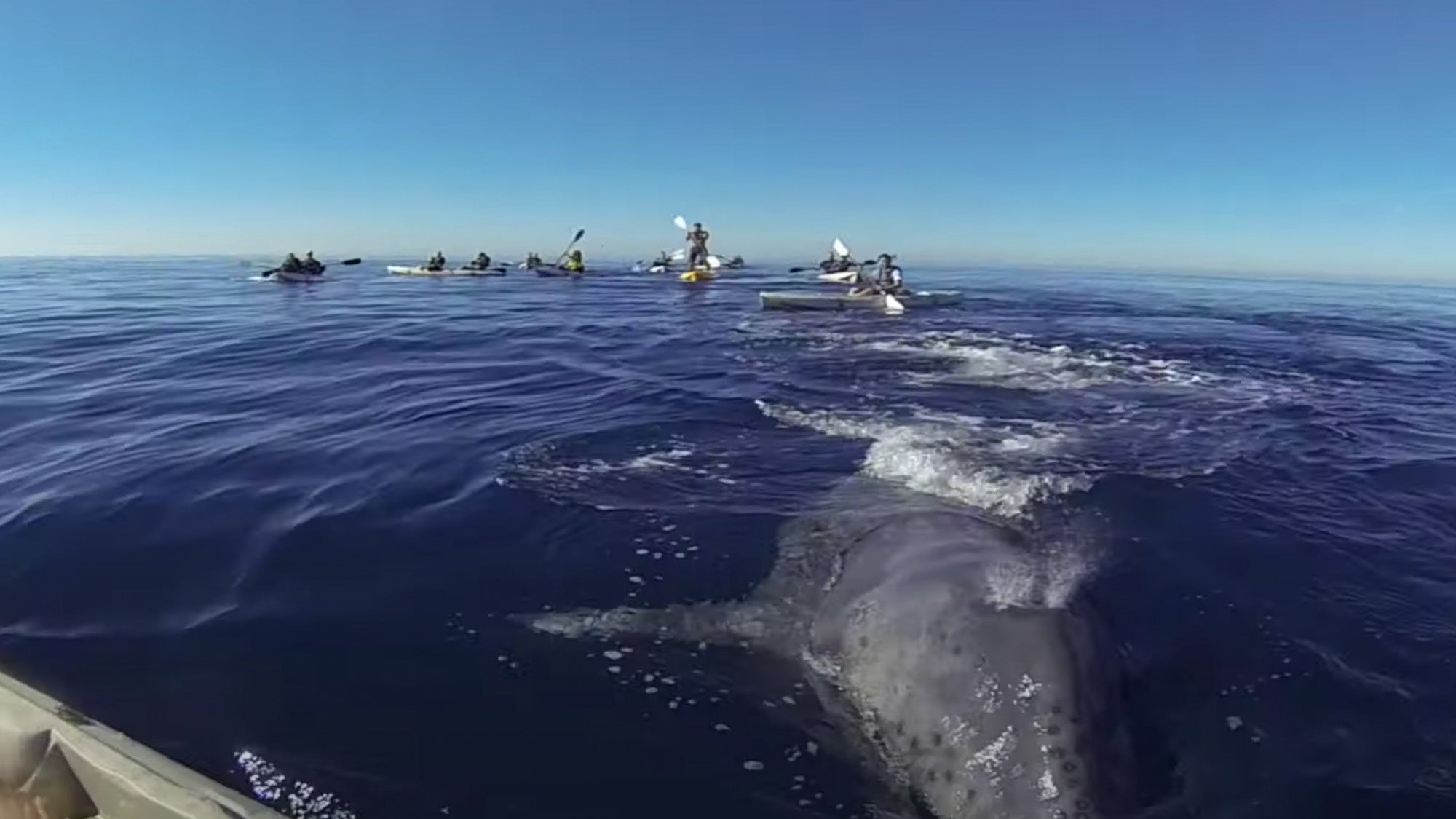 Photo of a whale in the ocean.