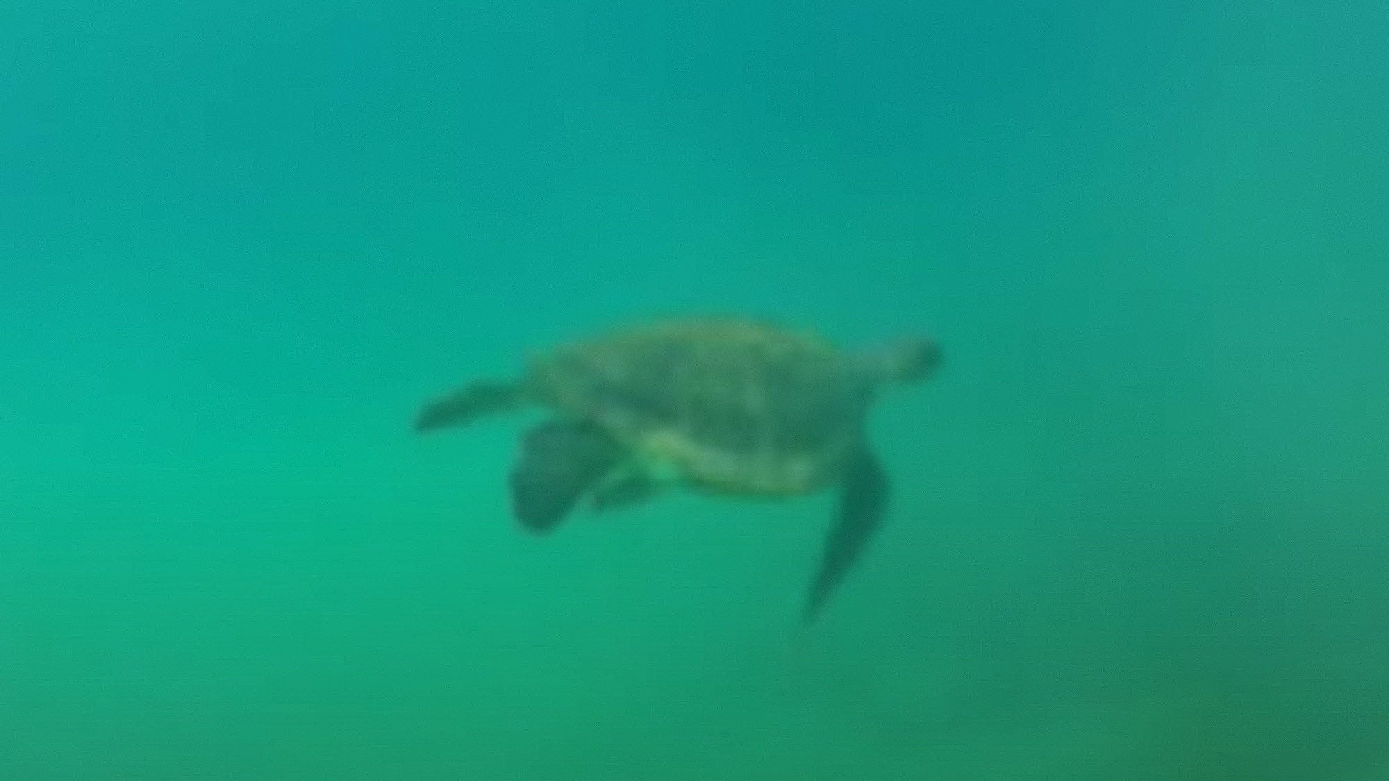 Underwater photo of a sea turtle