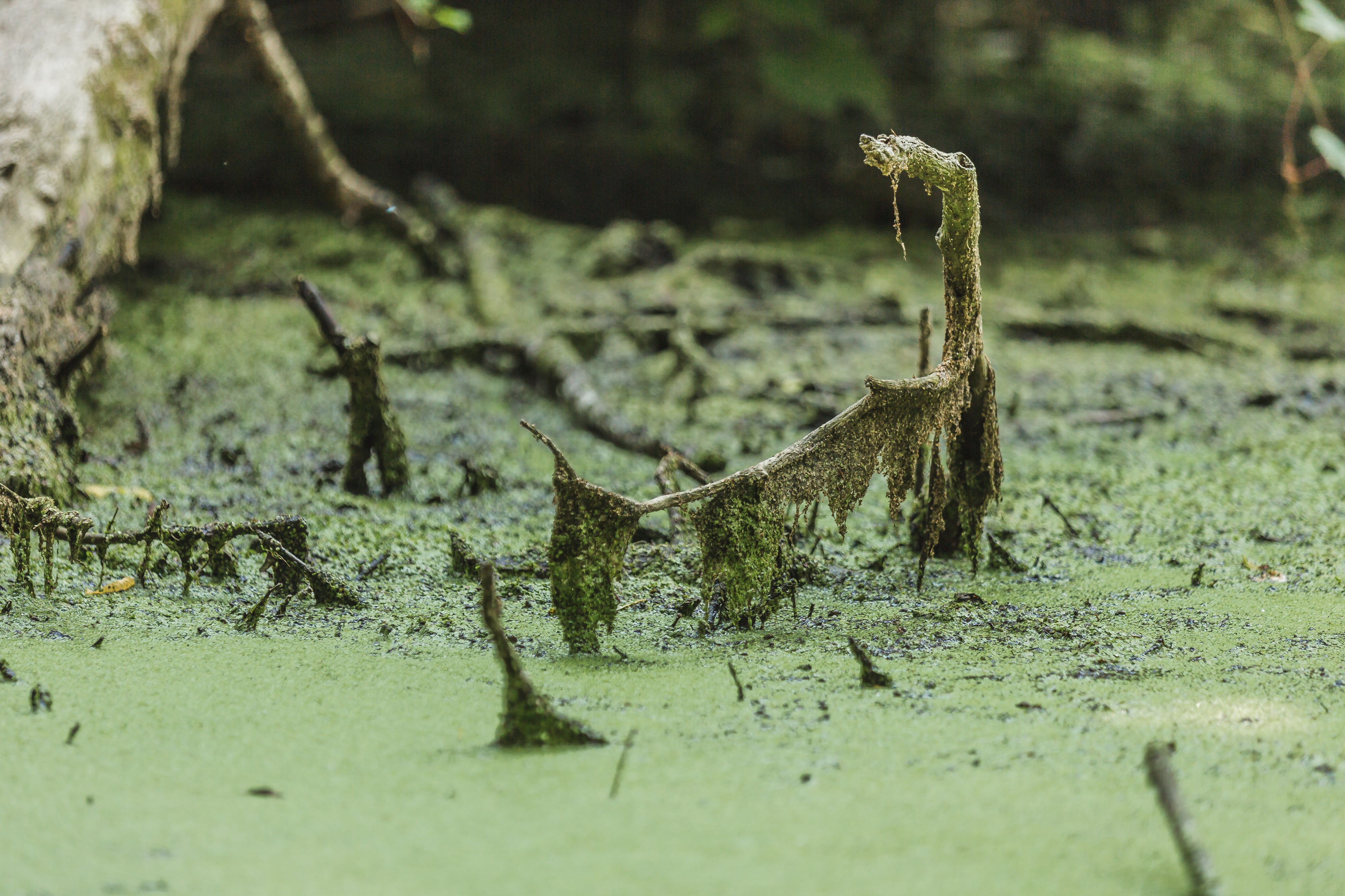 Swamp water branch