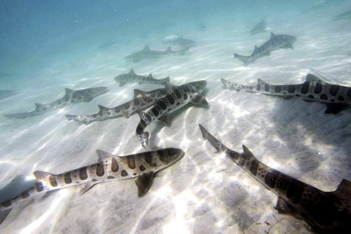 Underwater photo of a group of Leopard Sharks on the sandy bottom of the seafloor, in La Jolla California.