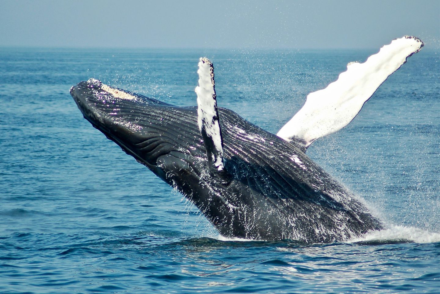 A whale breaching in the water of San Diego 