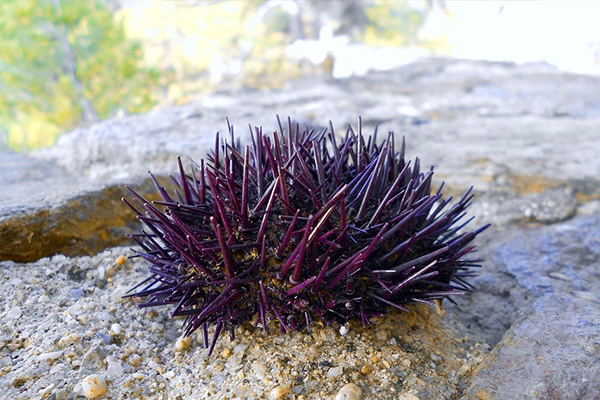 The Unlikely Battle Between Sea Urchins And Kelp