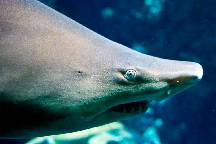 Shark Week Is Coming, And The Sharks Have Not Been Waiting Patiently