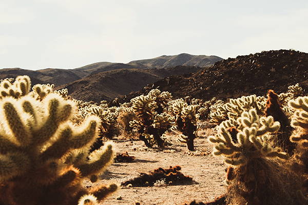 Trip Tips: Joshua Tree