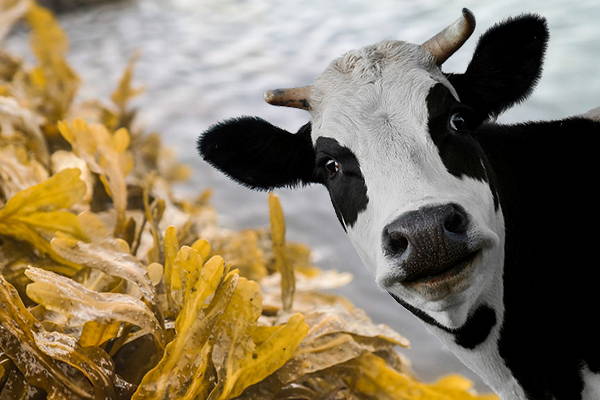 Cow Farts and Kelp's Healing Abilities