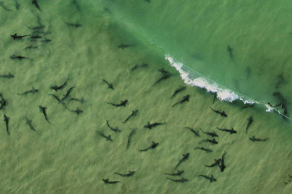 La Jolla's Leopard Sharks