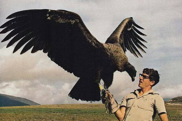 Condor Rises The Fall (and Rise) of the California Condor