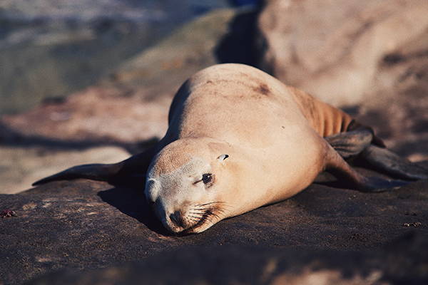 Top 10 Animals to Look for in La Jolla