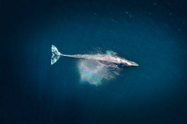 Whales 101 by Aloha Tours
