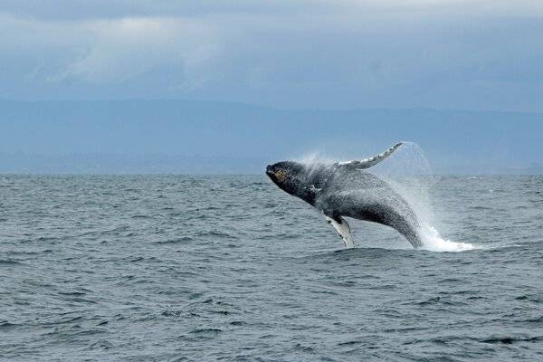 How to go whale watching in San Diego