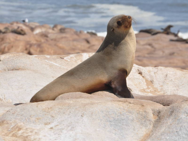 The 5 Best Spots to View Seals and Sea Lions in La Jolla - Everyday  California