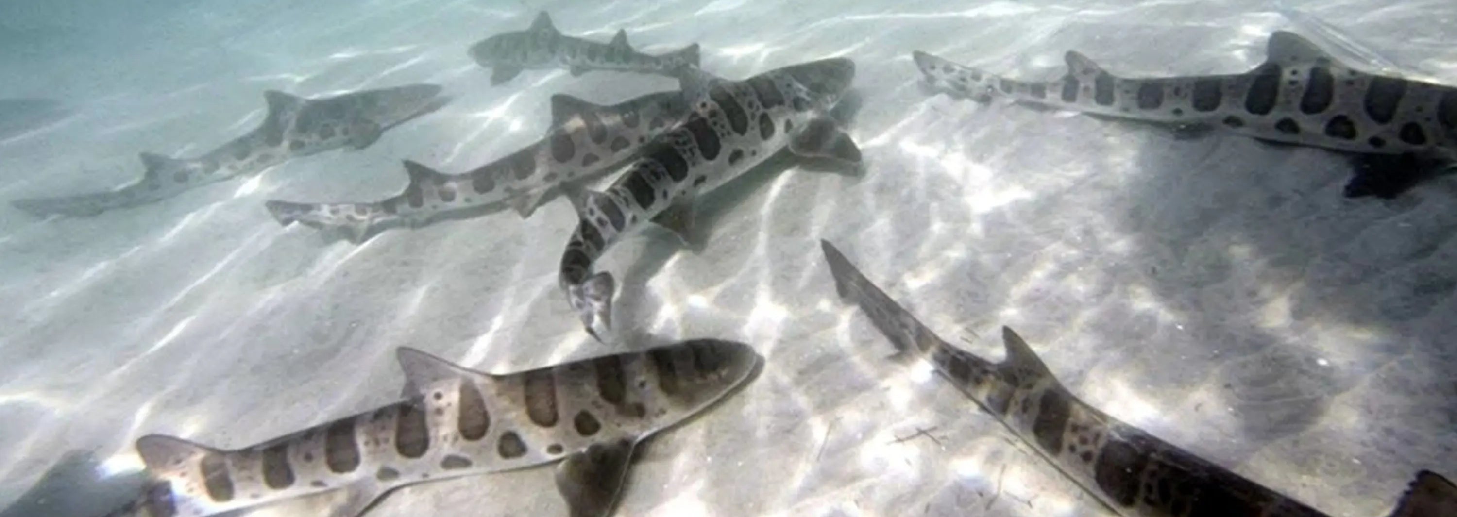 Leopard Sharks in shallow water during kayak tour in San Diego