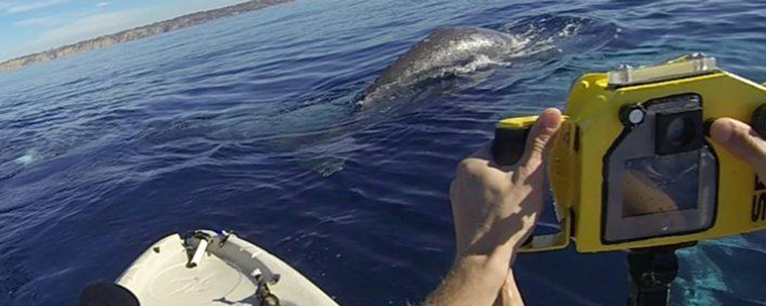 A baby whale comes up to kayakers on an Everyday California Whale Watching Tour in La Jolla, California.