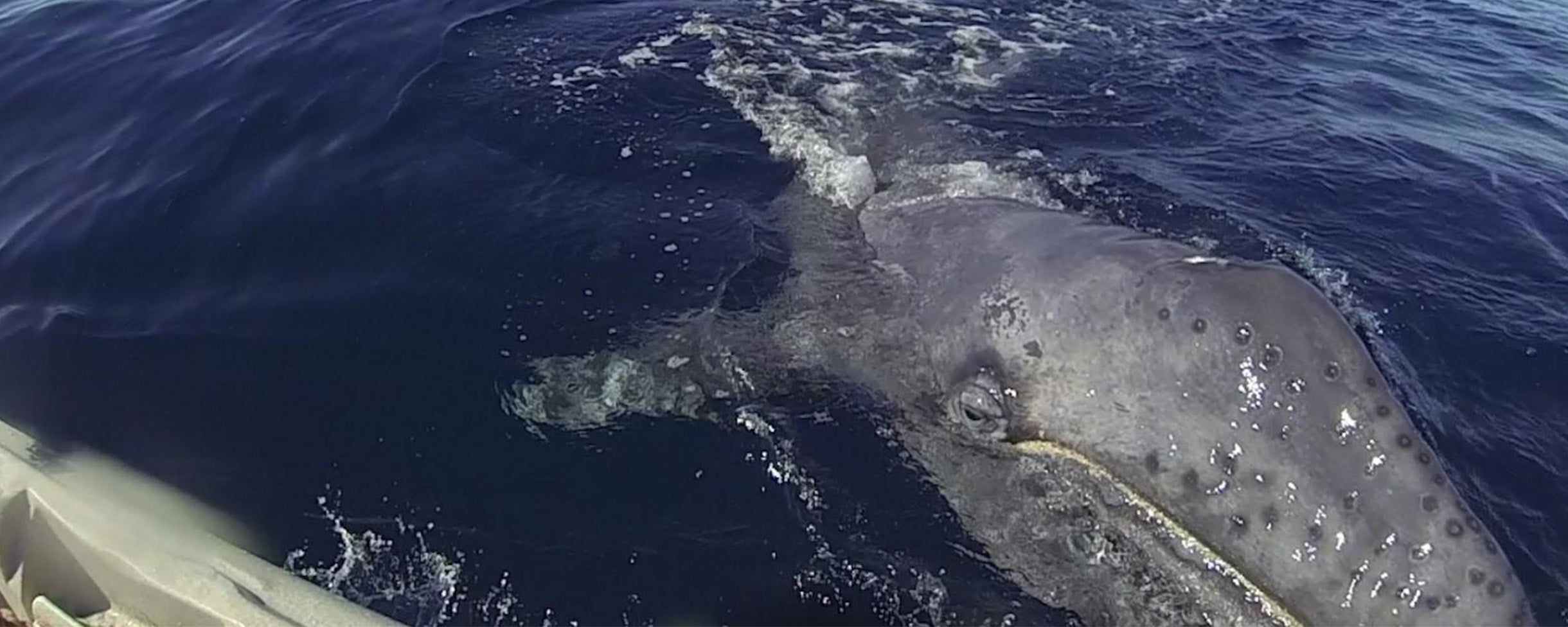 A baby whale comes up to kayakers on an Everyday California Whale Watching Tour in La Jolla, California.