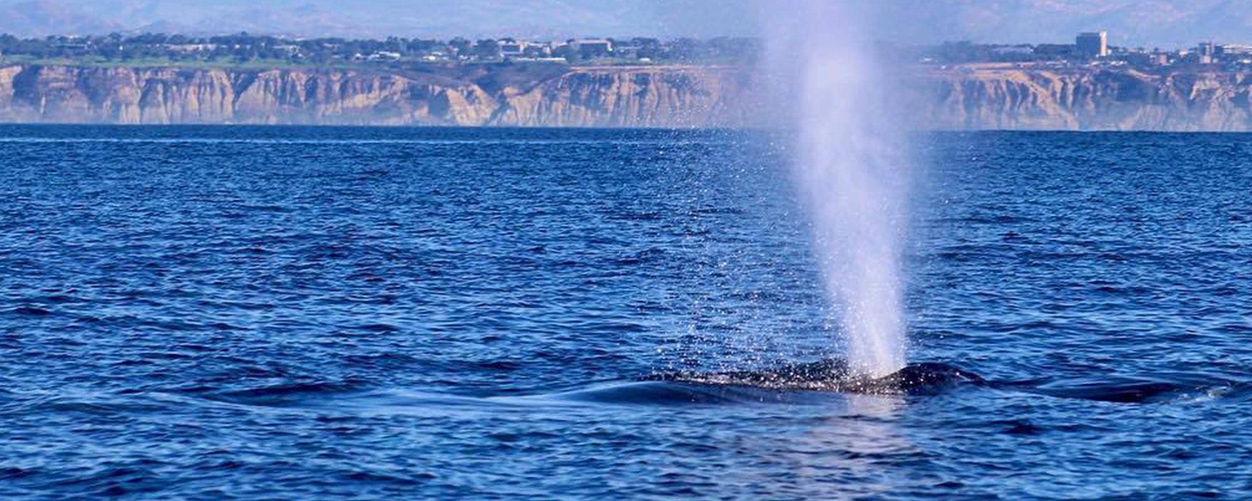 A whale blowing air out of the blowhole which can be seen from a kayak on an Everyday California Whale Watching Tour