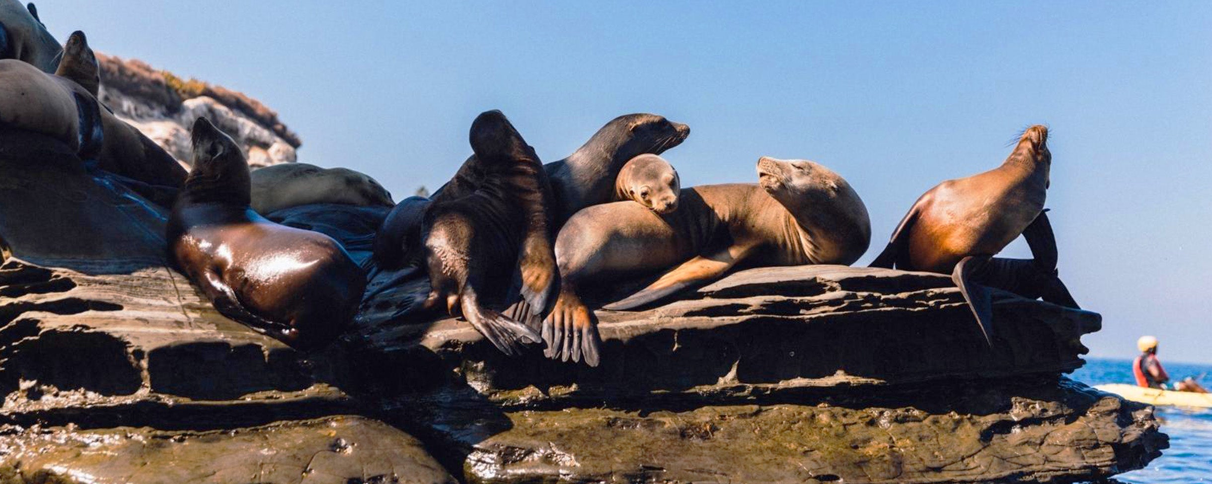 Sea lions in La Jolla, California sunbathing at the clam during a kayak and snorkel tour