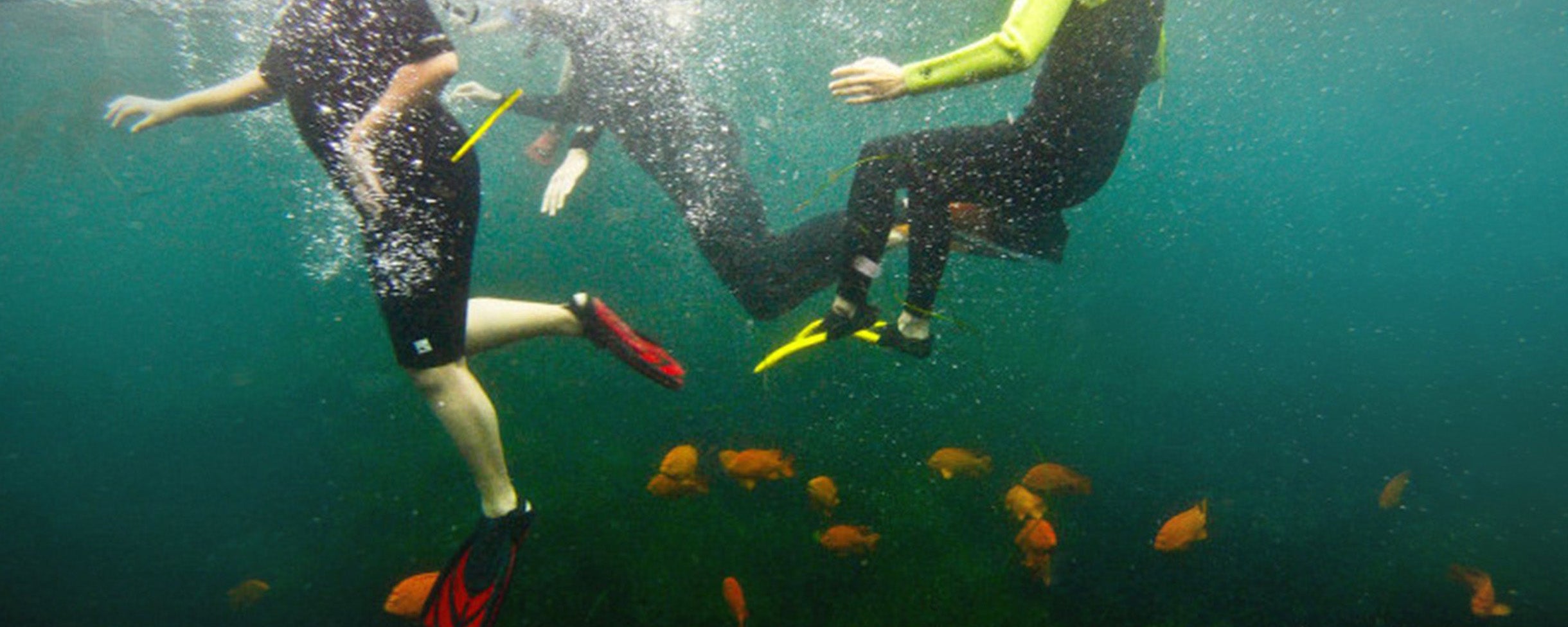 3 snorkelers on a Snorkel Tour with Everyday California swimming with fish in the Pacific Ocean. 