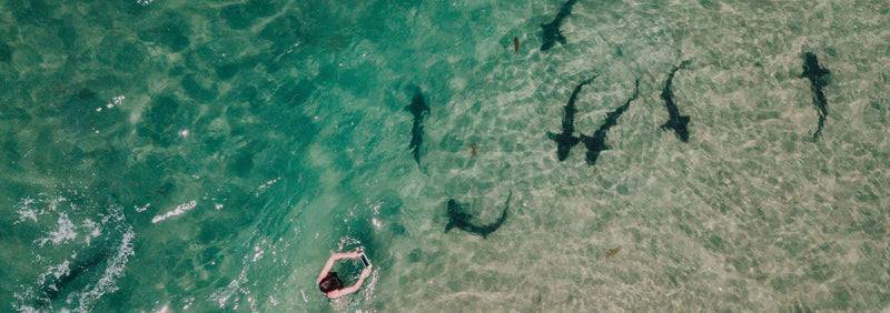 La Jolla Leopard Sharks swimming in clear green water with a person in the distance.