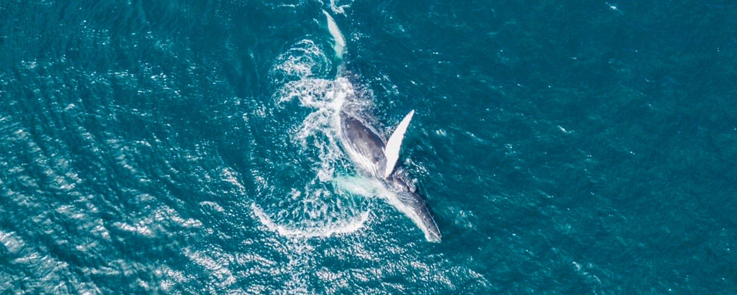 Drone shot of the Pacific Ocean whales on Whale Watching Tour with Everyday California. Whale breaching through the surface.