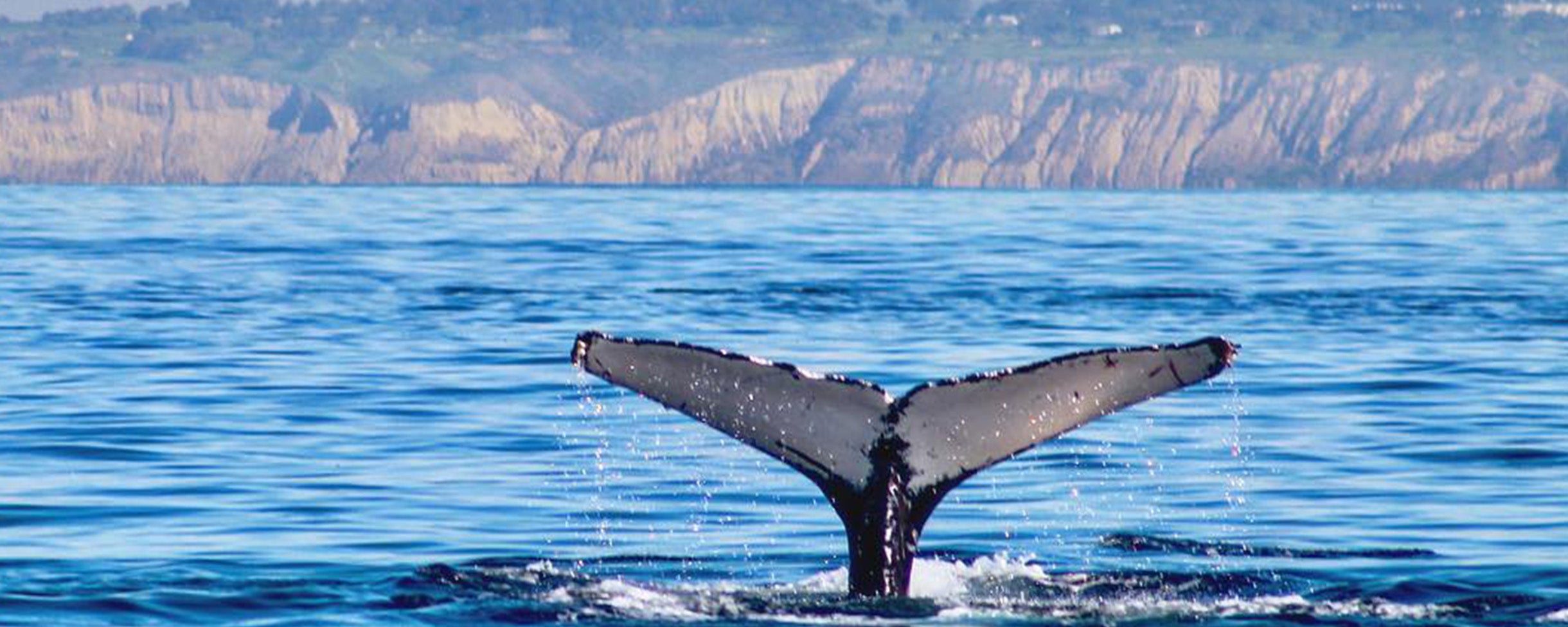 A whale tail coming out of the water on a whale watching kayaking tour with Everyday California.