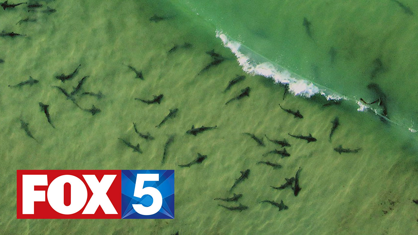 Aerial photo of leopard sharks in the water at La Jolla Shores