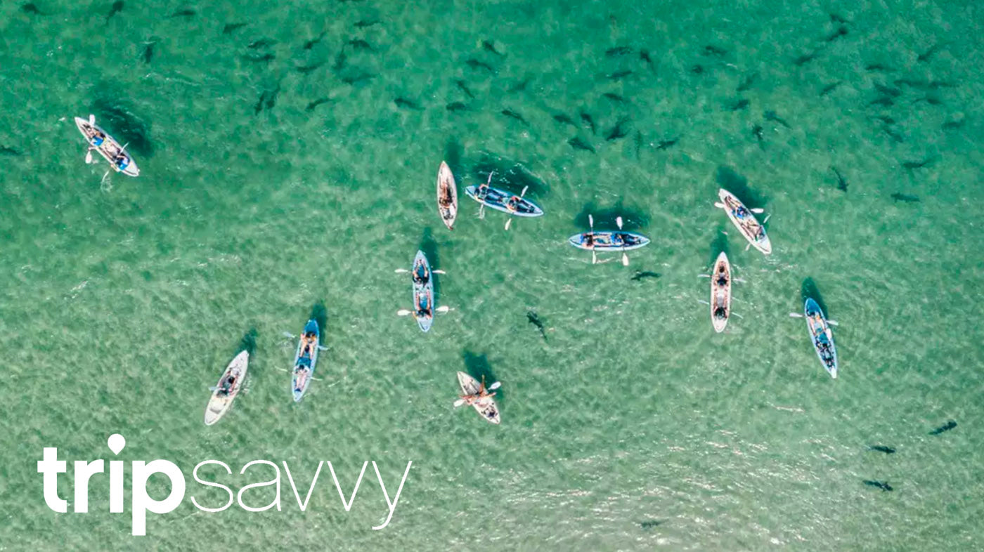 Aerial photo of leopard sharks in the water at La Jolla Shores. There are kayakers in the water with the leopard sharks.