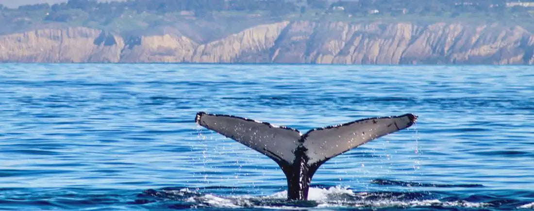 kayak tours san diego la jolla